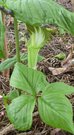 Arisaema amurense ( - )