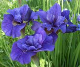 RUFFLED VELVET (McEwen 1973)