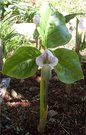 Arisaema candidissimum   ( - )