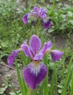 Iris versicolor KERMESINA 