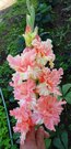535 EDITA PJECHA (Kuznecov 2014 EM) 4 EUR