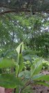 Arisaema tortuosum  