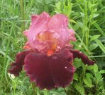 WEARING RUBIES (Blyth 2001/02)