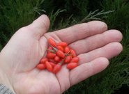 Dygliuotasis ožerškis (Goji, godži)  