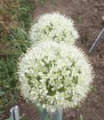 Allium pskemense  