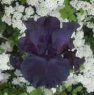 FADE TO BLACK (Schreiner 2002) 3 EUR