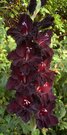358 EBONY BEAUTY (Klutey 1990 M) 2 € jau nėra