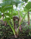 Arisaema fargesii