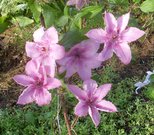 HAGLEY HYBRID