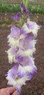 485 ZILAIS LUTAUSIS (Baze 2009 M)  1,60 EUR