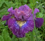 RUFFLES AND FLOURISHES (Hollingworth 2002) 