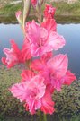 467 PERPENDIKULIARNYJ MIR (Fotin 2013 M)  4 EUR