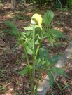 Arisaema flavum var. tibeticum 