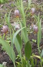 Fritillaria uva-vulpis