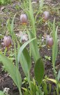 Fritillaria uva-vulpis