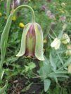 Fritillaria acmopethala