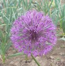 Allium jesdianum  