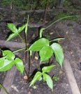 Pinellia tripartita 