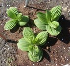 Veratrum nigrum