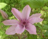 HAGLEY HYBRID