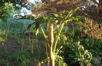 Arisaema ciliatum 