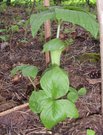 Arisaema amurense ( - )