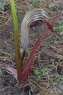 Arisaema fargesii