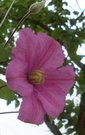 COMTESSE THE BOUCHAUD