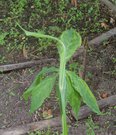 Arisaema jacquemontii  ( - )