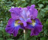 RUFFLES AND FLOURISHES (Hollingworth 2002) 