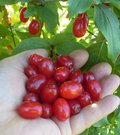 Geltonžiedė sedula ANTANO DESERTINĖ 10 EUR