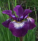 DEMURE ILLINI (Varner 1985)  ( - )