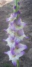 485 ZILAIS LUTAUSIS (Baze 2009 M)  1,60 EUR
