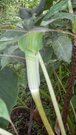 Arisaema erubescens ( - )
