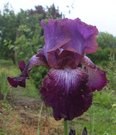 PURPLE STAR (Dambrauskas)