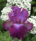 PURPLE STAR (Dambrauskas)