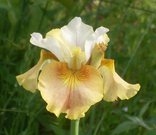 WHITE AMBER (Schaffer/Sacks 2001) ( - )