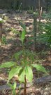 Arisaema tortuosum  