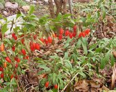 Dygliuotasis ožerškis (Goji, godži)  