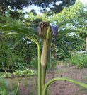 Arisaema ciliatum 