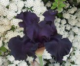 FADE TO BLACK (Schreiner 2002) 3 EUR