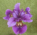 sdlg ARCTIA CAJA