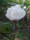 ne CORA STUBBS  6 EUR