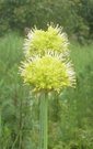 Allium obliquum  3 EUR