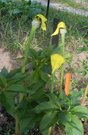 Arisaema flavum var. tibeticum 